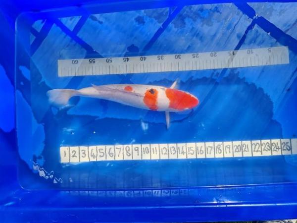Image 3 of LARGE JAPANESE KOI 17 INCH 430MM MALE BEAUTIFUL FISH