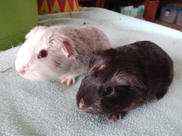 Image 4 of Baby Guinea Pigs from great pet showing stock