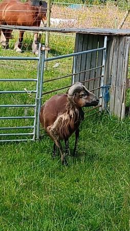 Image 2 of 3 year old Cameroon Hair Sheep ram for sale