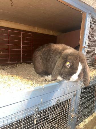 Image 4 of Adorable mini lop baby rabbits