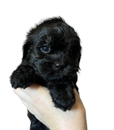 Image 18 of Ready next week!Stunning tiny cavapoo f1b puppies last2left