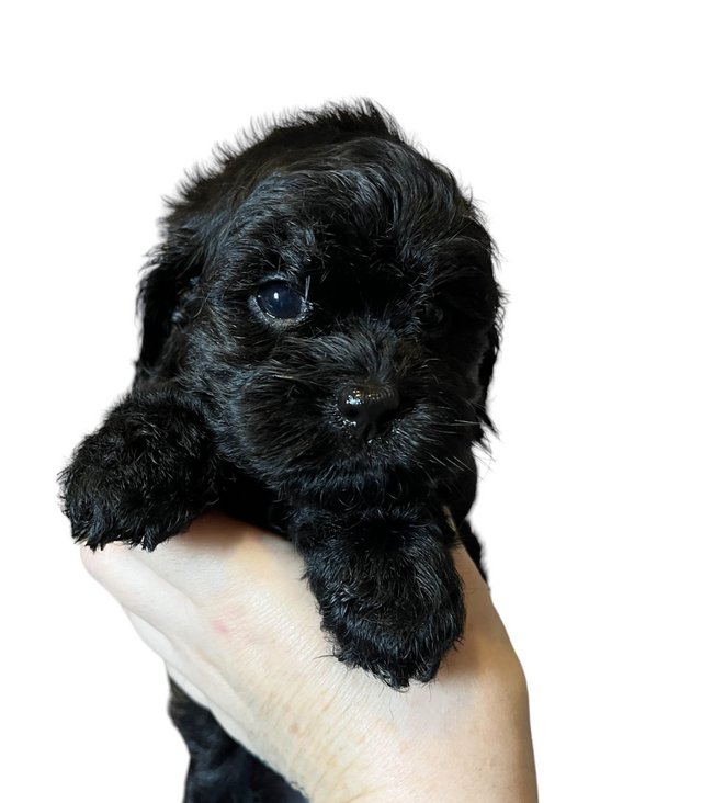 Preview of the first image of Stunning tiny cavapoo f1b puppies.