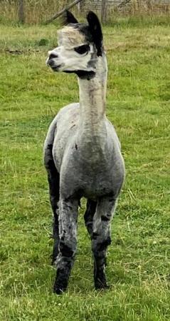 Image 2 of Grey Alpaca male for sale ready now EARL GREY
