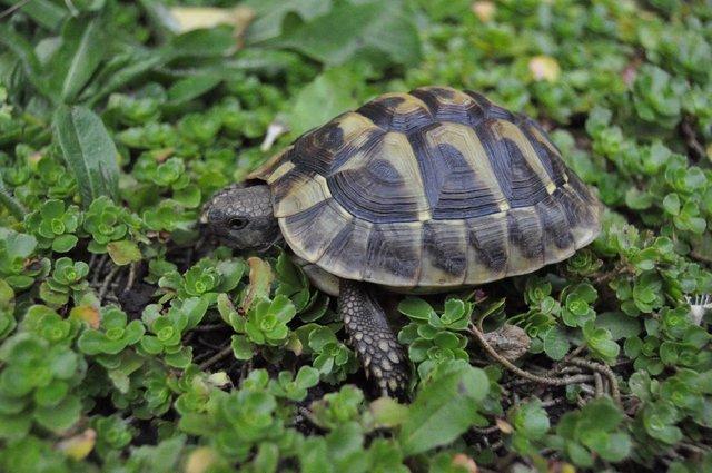 Image 3 of Speedy, the three year old Hermann's tortoise is for sale