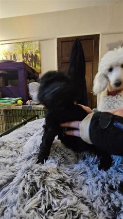 Standard Poodle Puppies Mixed litter for sale in York, North Yorkshire - Image 6