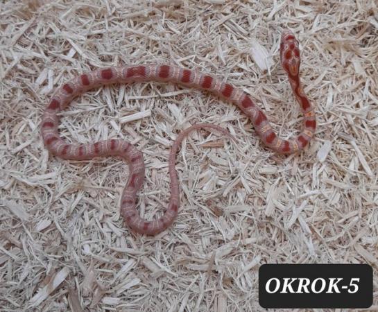 Image 4 of Reverse Okeetee het Charcoal Corn Snakes