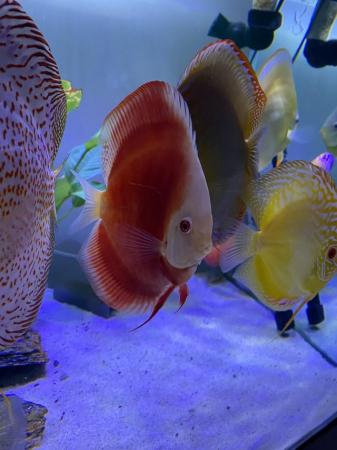 Image 3 of Chens discus all large ones ( some free )