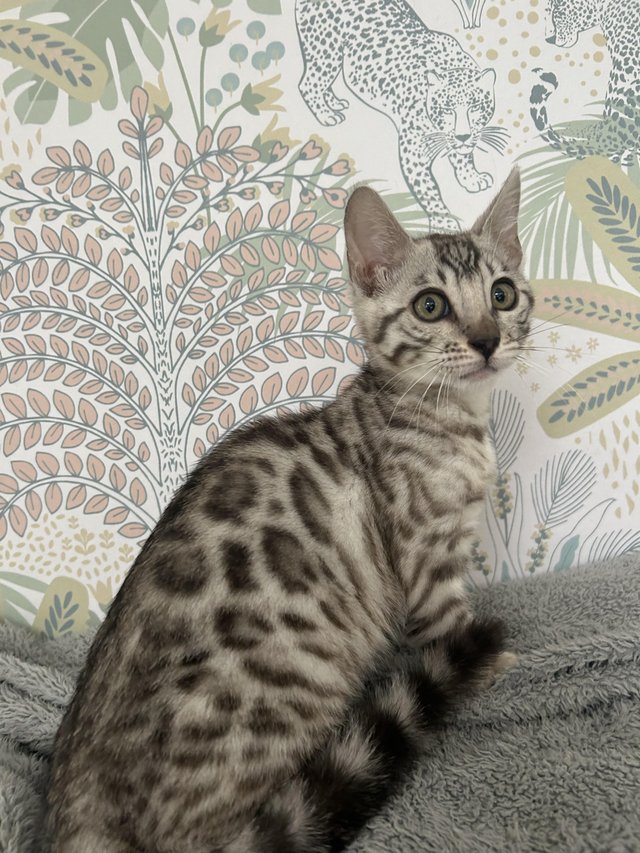 Preview of the first image of TICA registered very friendly sliver female kitten.