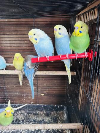 Image 3 of Baby budgies for sale various colors