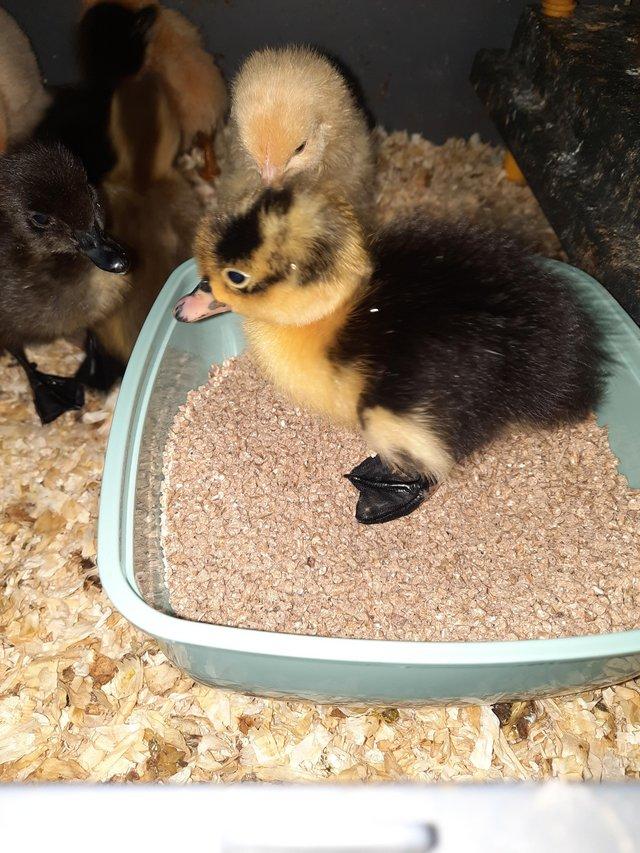 Preview of the first image of 2 day old Indian runner ducklings unsexed.