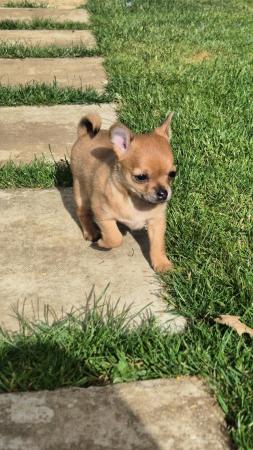 Image 24 of STUNNINGFemale Apple Head Chihuahua For Sale