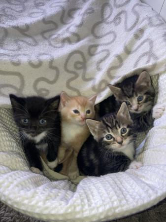 Image 17 of Beautiful Siamese X kittens