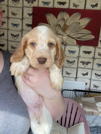 Image 12 of 1 left! Gorgeous Cocker spaniel puppies ready now.