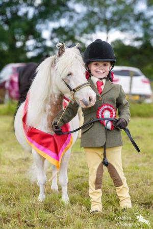 Image 1 of pony miniature horse for loan, part-loan, share wigan wn6