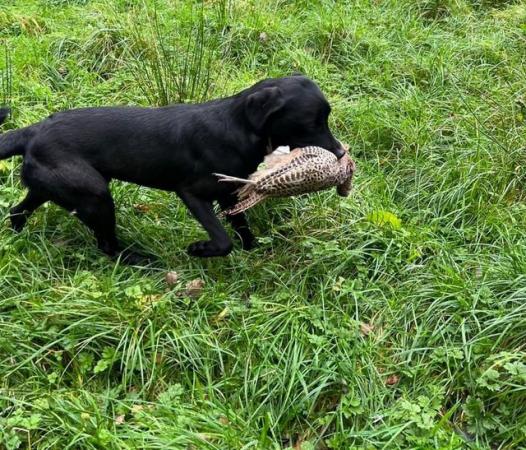 Image 5 of KC Registered Labrador Puppies
