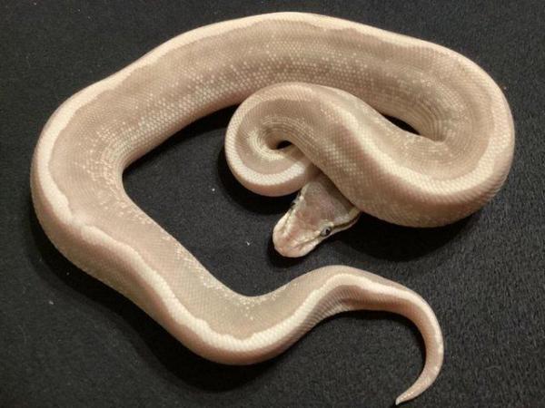 Image 4 of Royal Python Ball Python Juvenile Snakes