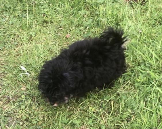Image 24 of Toy poodle x papillon super tiny fully vaccinated