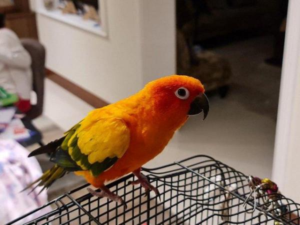 Image 8 of Sun Conure Parakeet Parrot Pet (4 years old)