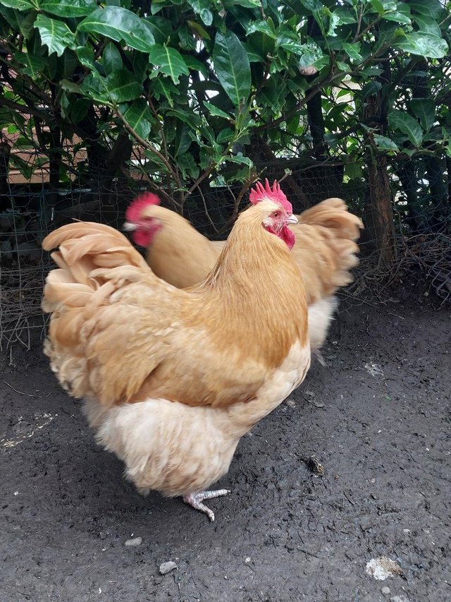 Preview of the first image of Buff Orpington Cockerel.