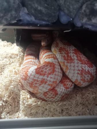 Image 3 of Extremely friendly corn snake with complete setup