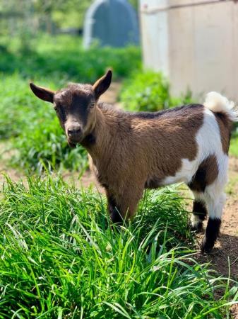 Image 5 of Last 2 Pygmy Goat female nanny kids for sale