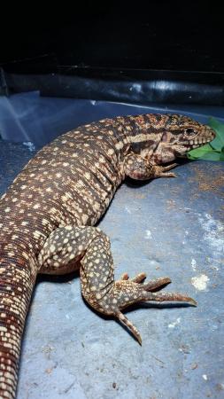 Image 4 of Red tegu - 2 year old female