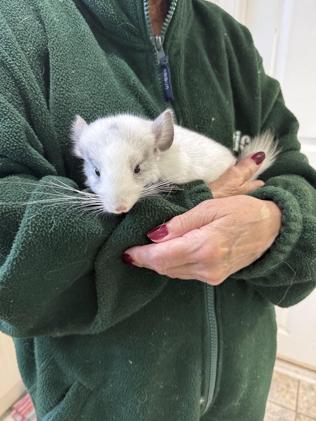 Beautiful chinchillas for sale — photo 4 of 4