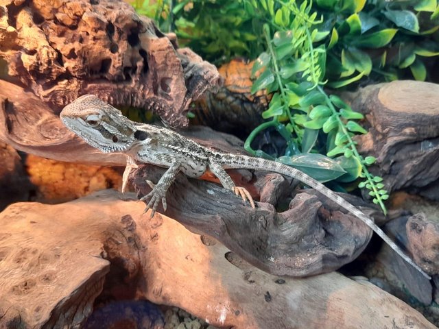 Preview of the first image of Baby Bearded Dragons Available.
