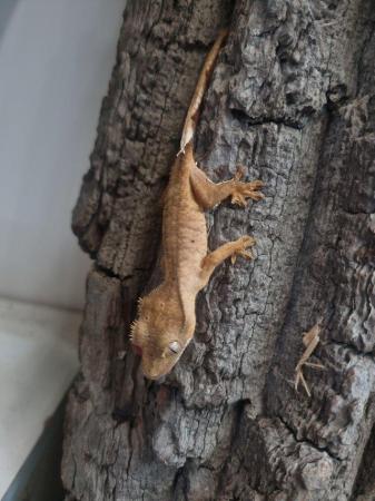 Image 3 of Handsome Crested Gecko Available at Affordable Price