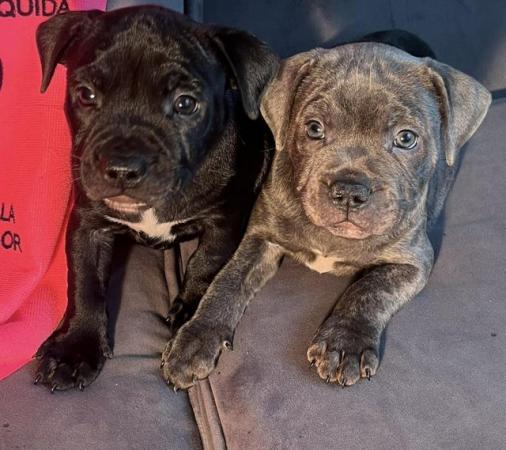 Image 2 of Staffie pups for sale 7 weeks old microchipped fleed wormed