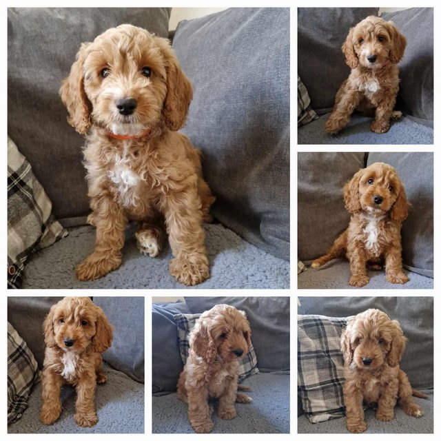 Preview of the first image of F1 Health Clear Cockapoo's -last few ready to go.