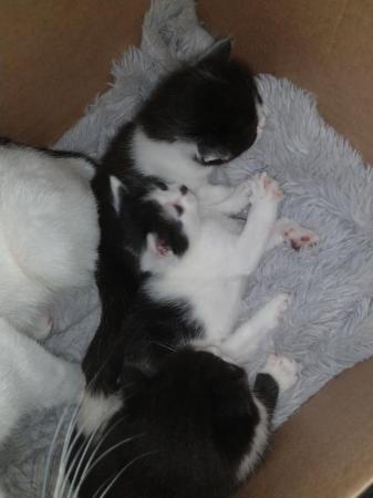 Image 3 of Kittens for sale 4 weeks old