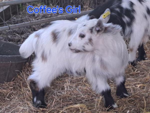 Image 9 of Disbudded pygmy goat kids