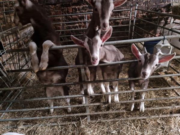 Image 3 of Wether Goat Kids for sale
