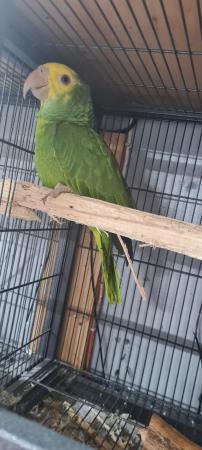 Image 1 of Duble yellow head baby parrot for sale