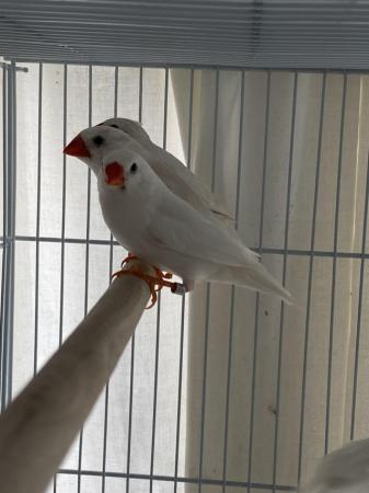 Image 1 of Two Zebra finches young pair with cage