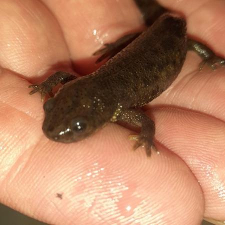 Image 5 of 12 months old sharp ribbed newts mail and female