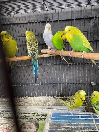 Image 3 of Pet type budgies now available to go