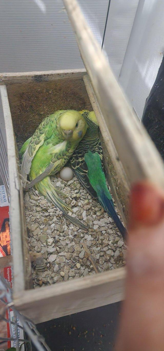 Preview of the first image of Breeding pair budgies with eggs.