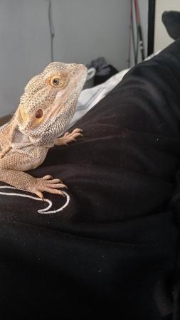 Image 3 of beardie about a year old