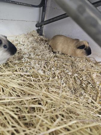 Image 4 of Bonded Guinea pig boys looking for a new home