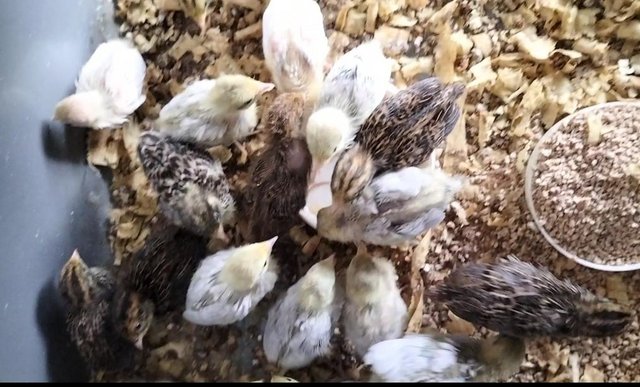 Image 5 of Chinese painted quail chicks for sale