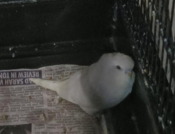 Image 1 of Two beautiful baby budgies