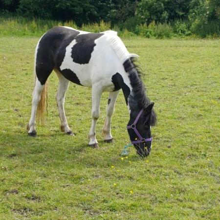 Image 6 of Beautiful coloured mare lots of potential