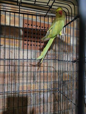 Image 2 of Yellowish Lime Indian Ringneck (Female) With Cage