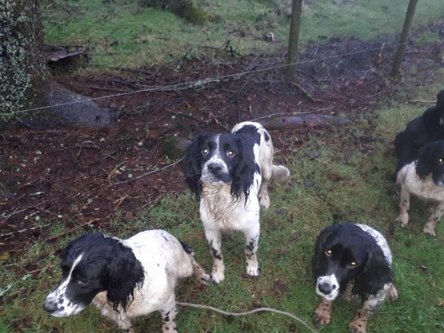 Preview of the first image of Scratch & Sniff 3 year old Sprocker Dogs.
