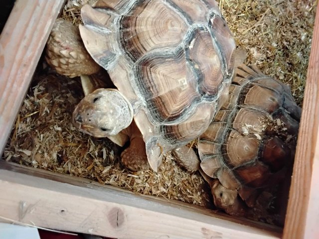 Two 7 year old male sulcata tortoises — photo 2 of 4
