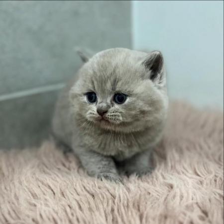 Image 7 of Gorgeous Pedigree British Shorthair Kittens GCCF