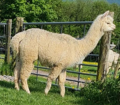 Image 3 of Trio of female alpacas available