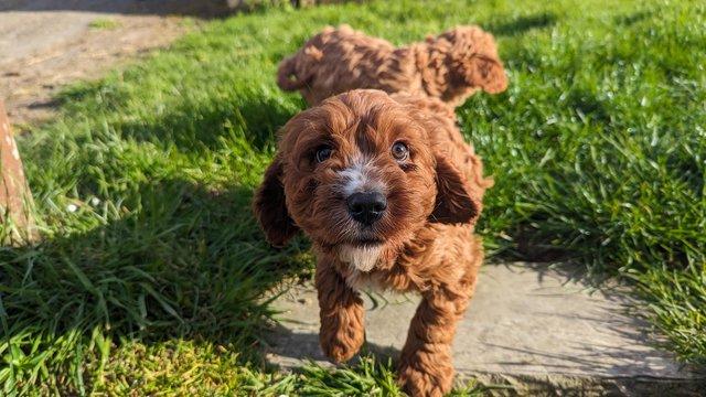 Image 12 of Gorgeous F1 toy cavapoo puppies
